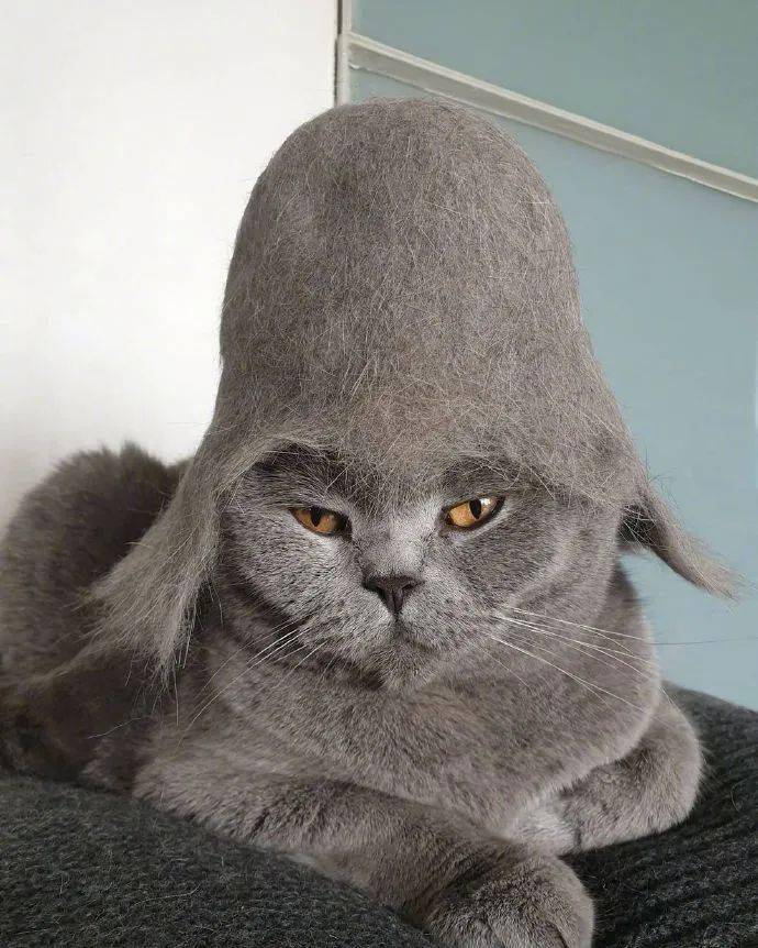 戴高帽子的猫,咋还有点不开心呢?