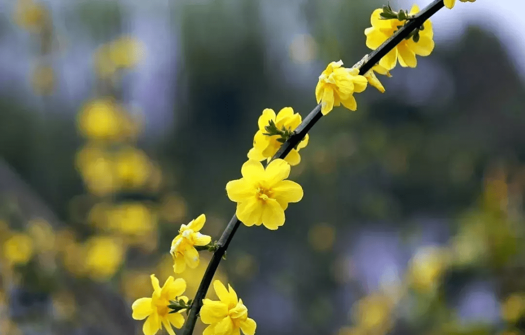 迎春花和连翘花有什么区别?