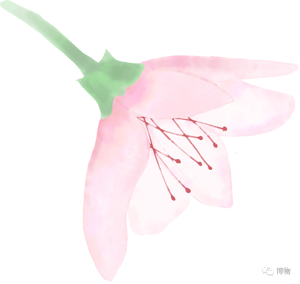 朋友圈都在插花 你把花认全了吗 搜狐新闻