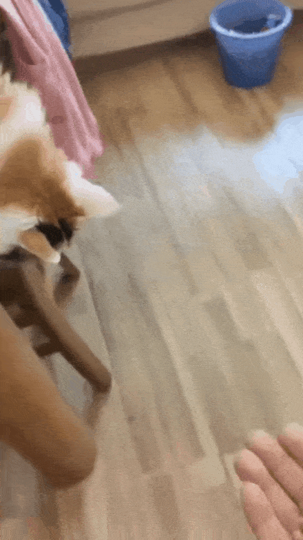 猫咪偷吃现场被抓,这jio一看就是老油条了哈哈哈