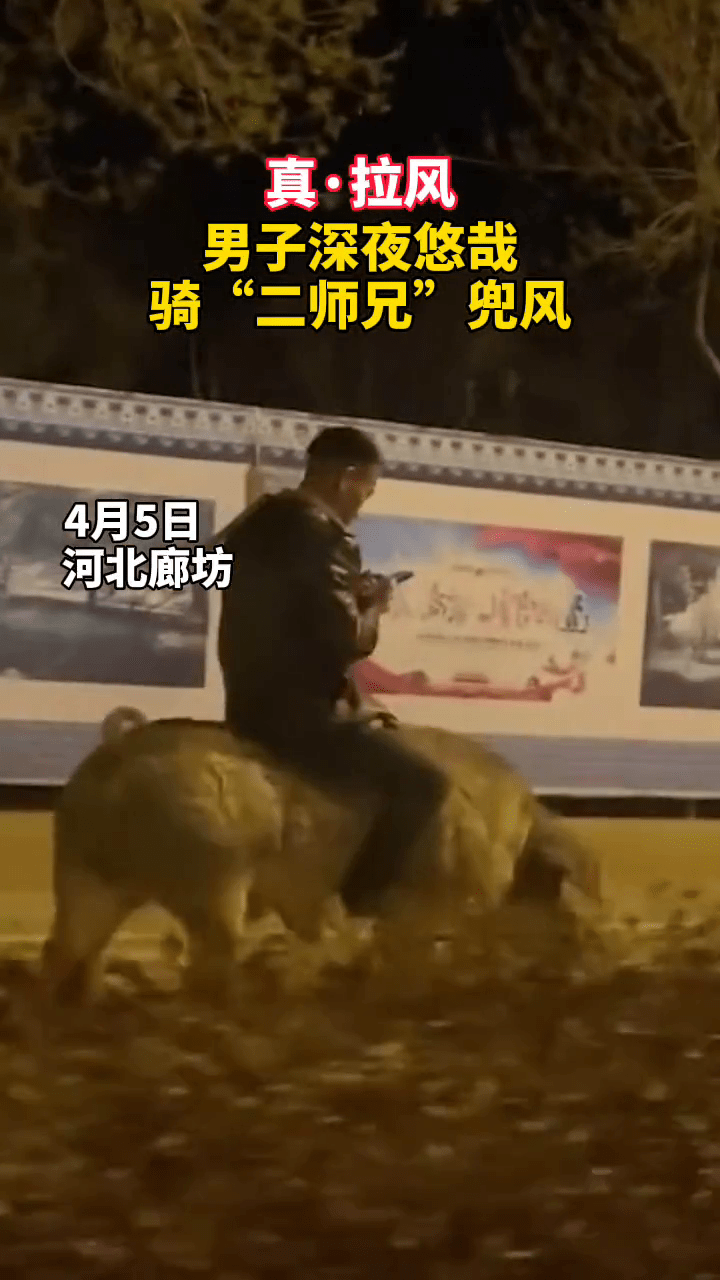 男子深夜悠哉骑猪兜风 网友:我也要骑二师兄兜风,谁也
