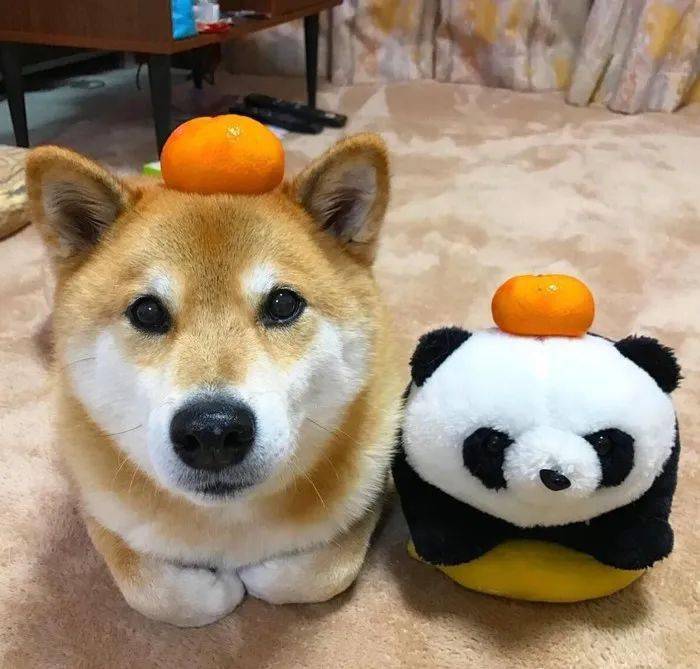 精选10张柴犬逗比头像,让你不自觉的嘴角上扬 | 柴犬头像