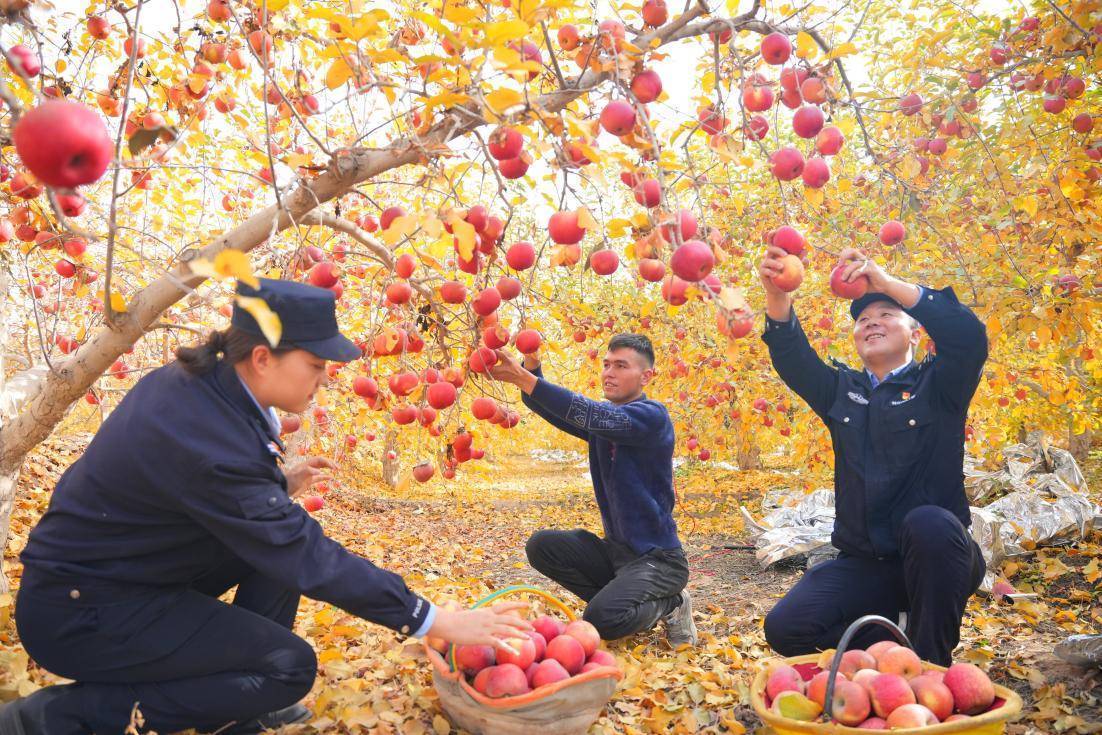 新疆阿克苏各地：一波波藏蓝守护一片片“苹”安！