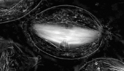 一黑人女子每天长出新肿瘤她的癌细胞救上亿人 6park Com