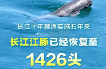 长江十年禁渔“期中考”成效如何？时隔30多年：首次发现鳤产卵场