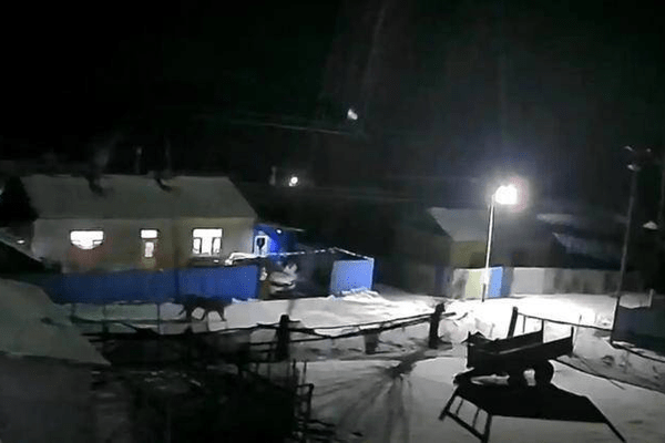 东北虎进村！黑龙江一地紧急通知