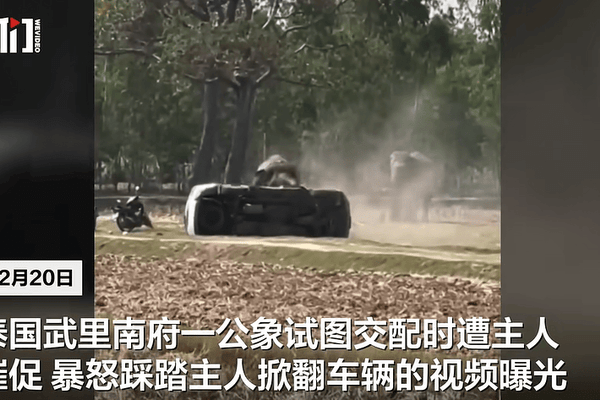 泰国一公象“相亲”时被催促，发怒踩踏主人掀翻两车，现场画面曝光