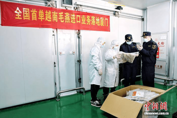 中国首次从越南进口毛燕