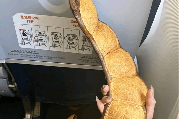 女子带1米长巨大豆荚坐飞机回东北引围观