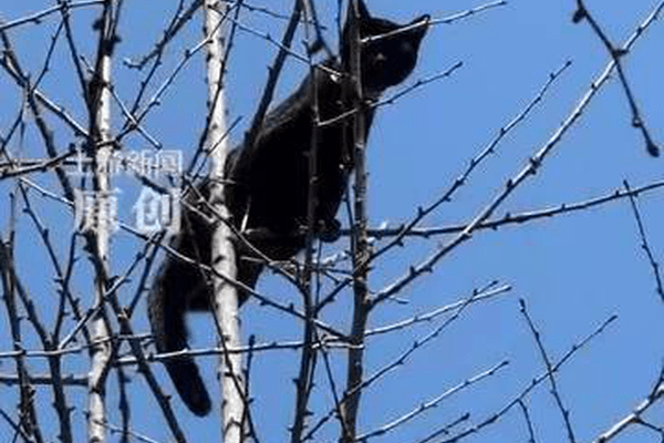 重庆一只黑猫被困树顶多日，市民发文求助，被附近的电工师傅刷到，深夜免费开高空设备营救