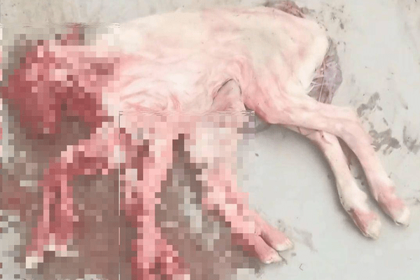 罕见！陕西一养殖户家降生8条腿的“章鱼羊”，主人称出生没多久就夭折