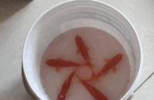 水桶里的活鱼摆出星型阵，不是懂礼貌而是快憋死了