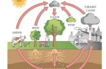 种1000000000000棵树，能逆转气候变化吗？