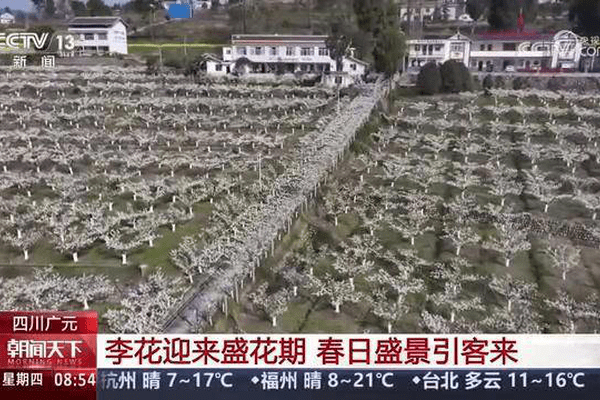 以花为媒将“流量”变“增量” 花海美景开启以旅促农增收“金钥匙”