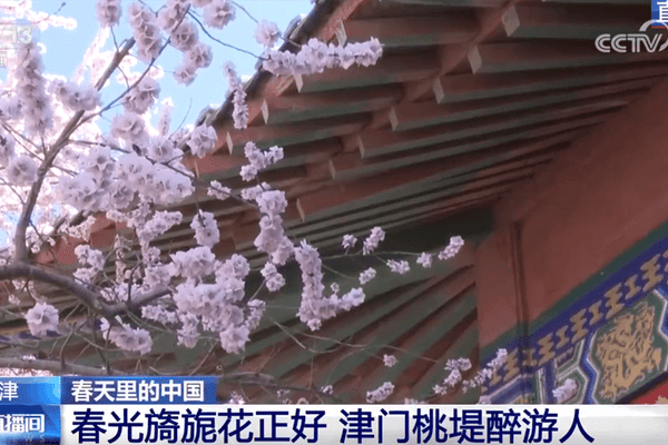 “赏花经济”激活新消费场景 “农文旅”融合让特色产业成为乡村振兴新引擎