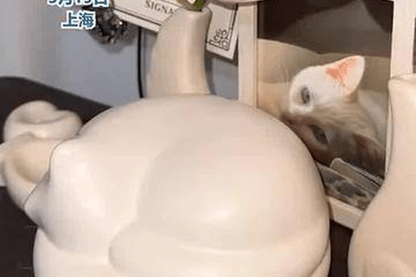 小猫已去世多日，主人称家里的智能饮水机仍不时出现猫咪喝水记录；客服回应