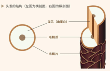 每天见的头发，其实是皮肤的“附属物”？一文读懂毛发里的科学