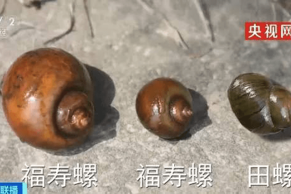别吃！寄生虫多达6000条，近期正大量出现，严重可致死