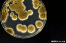 科学家称这种真菌或能在火星之旅中存活