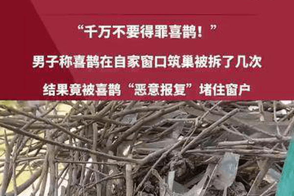 山东一男子称拆了几次喜鹊在自家窗口筑的巢，招来强势“报复”