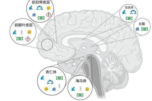 “吃得苦中苦，方为人上人”？研究发现：多吃苦，对大脑有害