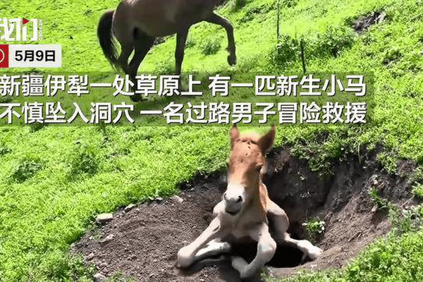 新疆伊犁一新生马驹坠入洞穴，母马护犊踢踹施救者，男子冒险救出小马