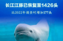 3头江豚围捕鱼：被1头一口闷，长江禁渔成效显著：微小天使增长了