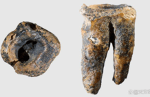 古代臼齿中发现尼安德特人牙科首份证据