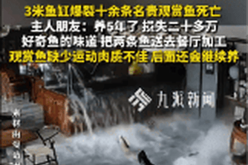 3米鱼缸爆裂致11条观赏鱼死亡，知情人发声：养了5年，损失二十多万，观赏鱼肉质也不好