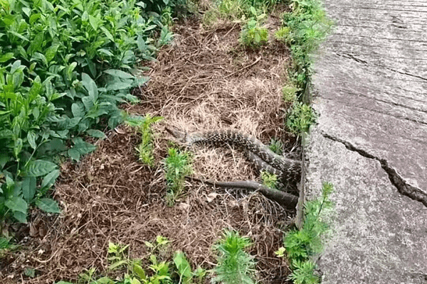 贵州遵义一茶山公路裂缝里发现五条大蛇，村干部：蛇大概人手臂那么粗，有大有小，已被消防抓走放生