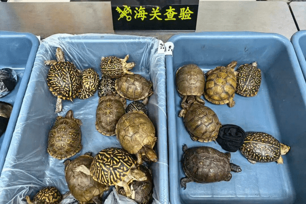 深圳湾海关半小时内拦截8名女性旅客，利用大腿部、腰部、胸部藏匿53只活体龟入境