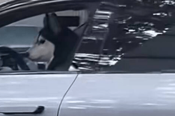 上海街头一只狗竟然在开车?！警方通报