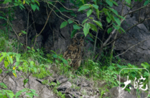 合肥惊现极为罕见“大猫”：雕鸮是什么生物？我国让地球更绿了