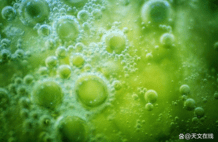 地球首批复杂生物或藏地外生命线索