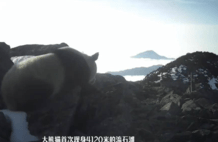 4120米，大熊猫与雪豹罕见同域出没，会不会遇到打一架？