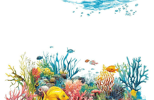 海洋毒性最强生物！遇到千万别碰