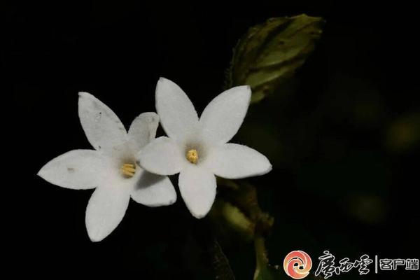 广西发现植物新种金钟山蛇根草