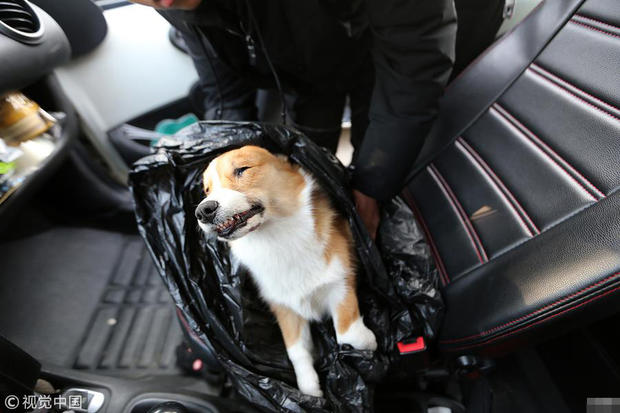 成都女子小吴的柯基犬走丢后，捡狗人疑索酬不成将柯基摔死。对此，捡狗人称“当时是用绳子和布料将狗狗套住往下吊，慢慢放下去，结果没有套稳，狗狗掉了下去。”并向狗主人道歉。狗主人声明将准备通过法律途径解决。