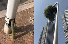 穿透6米路灯向阳而生，竹子生命力有多强？3天就能穿透人的身体