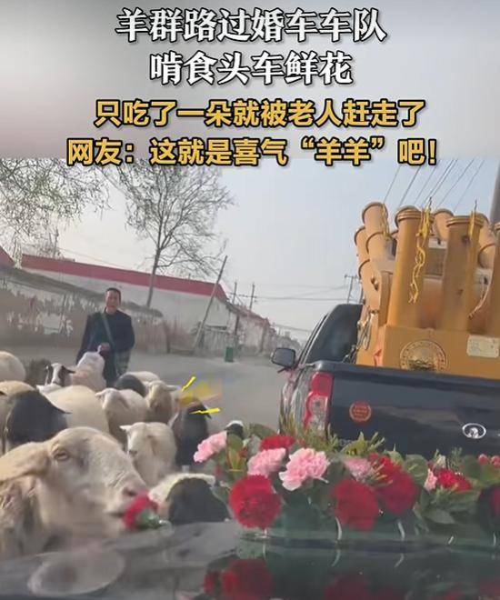 河北一队婚车偶遇羊群经过，羊啃食了头车上的鲜花后被老人赶走，网友称寓意喜气 “羊羊”！