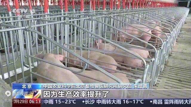 进入过度下跌预警区间，最近猪肉价格怎么了？