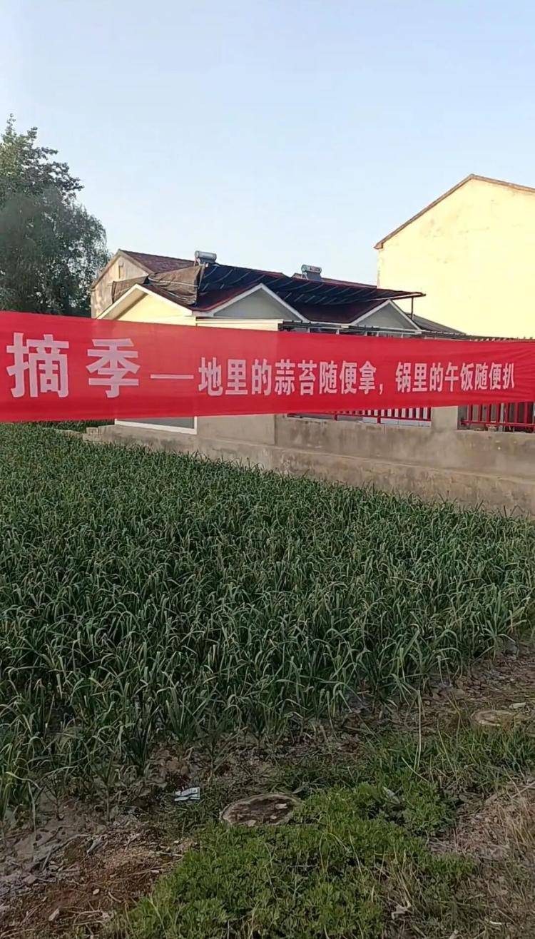 “随便拿，锅里的午饭随便扒！”徐州种蒜大户百亩蒜薹被近千人2天抽完：成本比雇人低