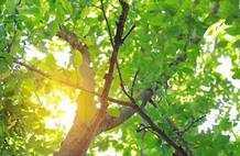 没有鼻子的植物也能“嗅”到危险？