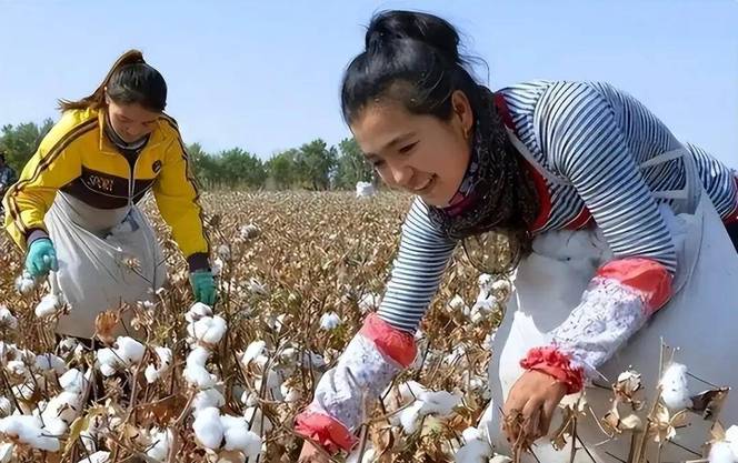 每年进口200万吨，新疆棉却大量出口！这波操作，被很多人误会了