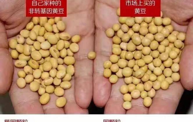 美国巴西垄断大豆市场，俄罗斯压根挤不进去，中国为啥不买俄罗斯大豆？