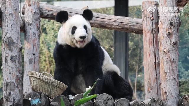 丫丫回国两年多，判若两熊