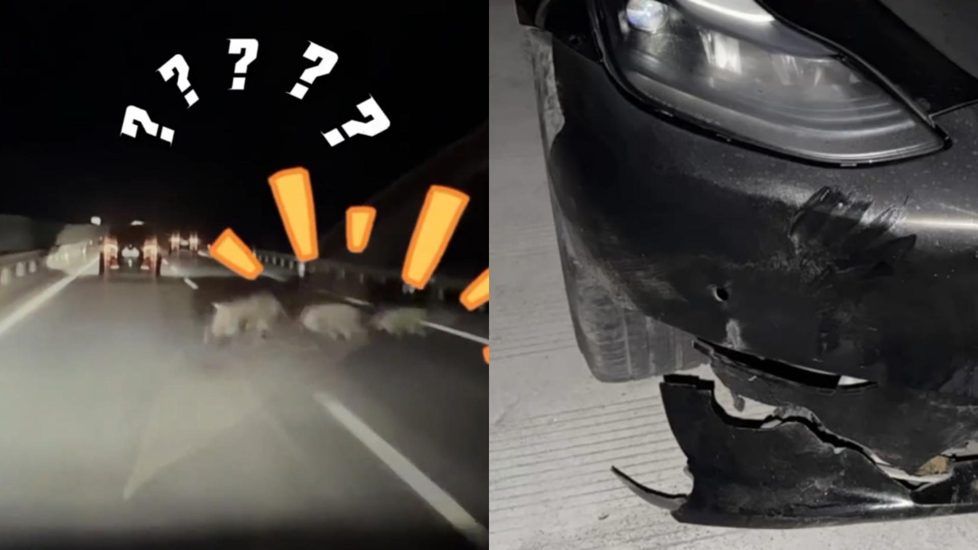 回家过年遇到“拦路猪”，3头野猪组团撞车，车主：撞击力蛮强，猪毛还在车轮上卡着