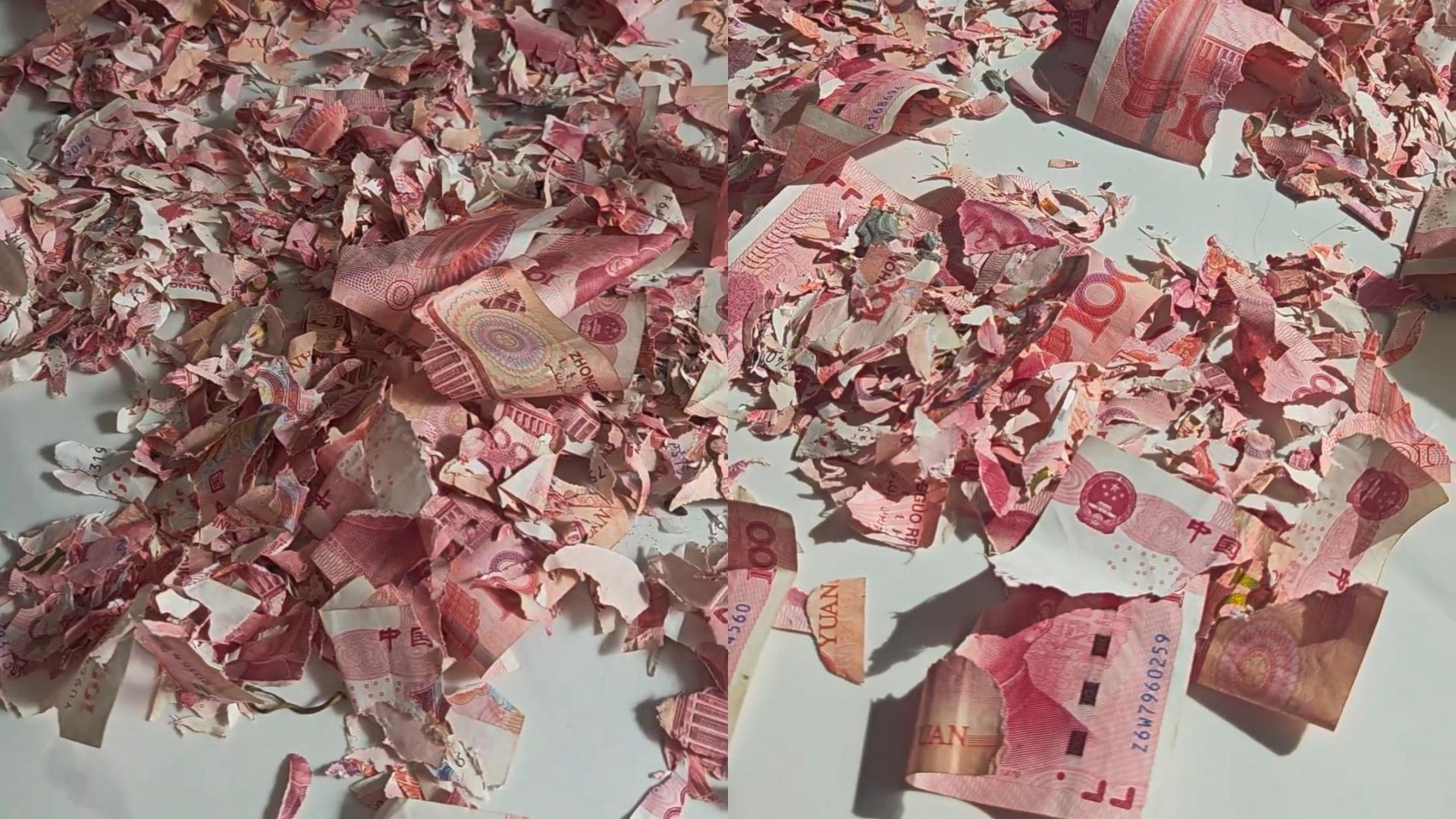 钱碎了心也碎了！男子打工攒几万存塑料桶被老鼠啃碎，“难过到每天晚上都睡不着”