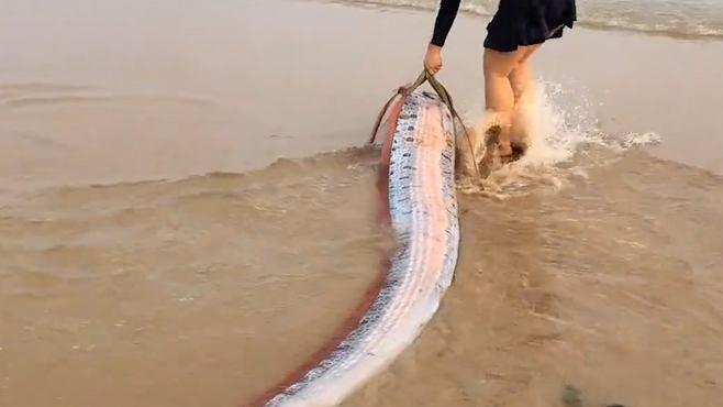3米多长巨型皇带鱼海南沙滩搁浅，专家说它肉质呈胶状，能吃吗？