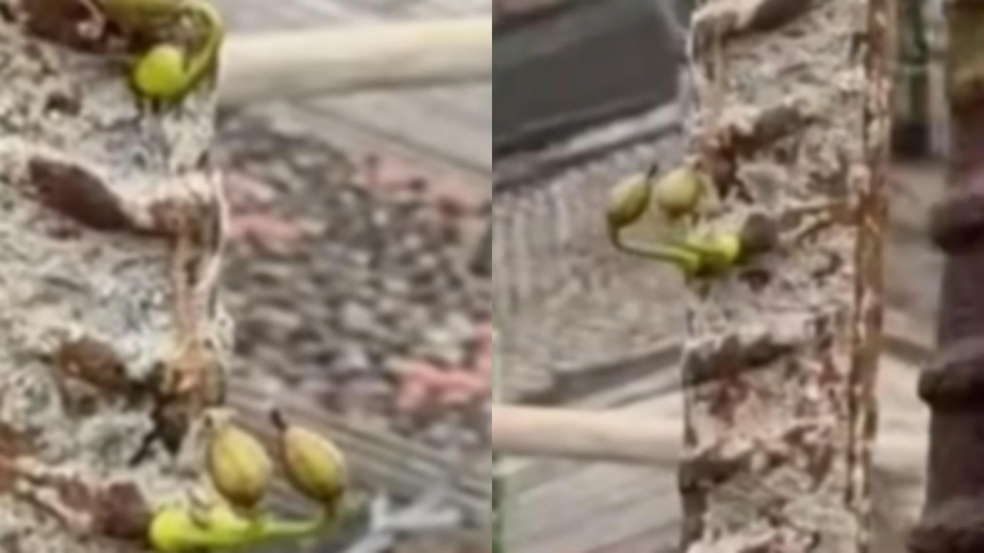 房子没盖完钢筋“发芽”了！广东揭阳一停工工地现奇观，当事人回应